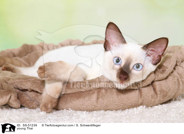 junge Thai / young Thai / SS-51239