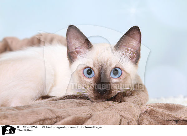 Thai Ktzchen / Thai Kitten / SS-51254
