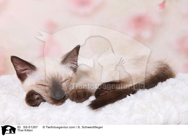Thai Ktzchen / Thai Kitten / SS-51267