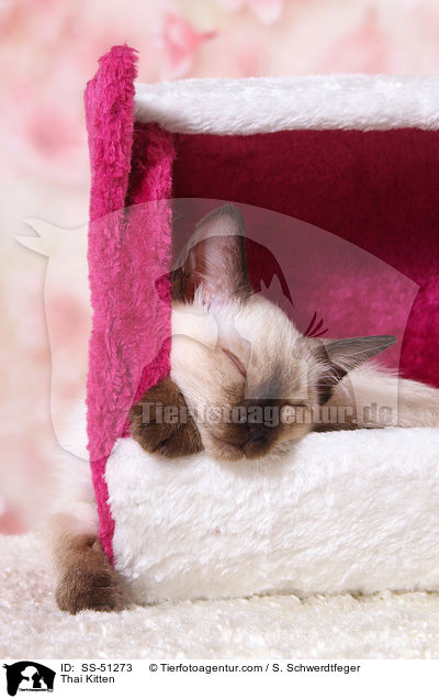 Thai Ktzchen / Thai Kitten / SS-51273