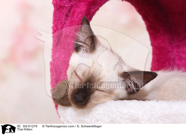 Thai Kitten / SS-51276