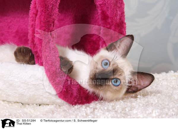 Thai Ktzchen / Thai Kitten / SS-51284