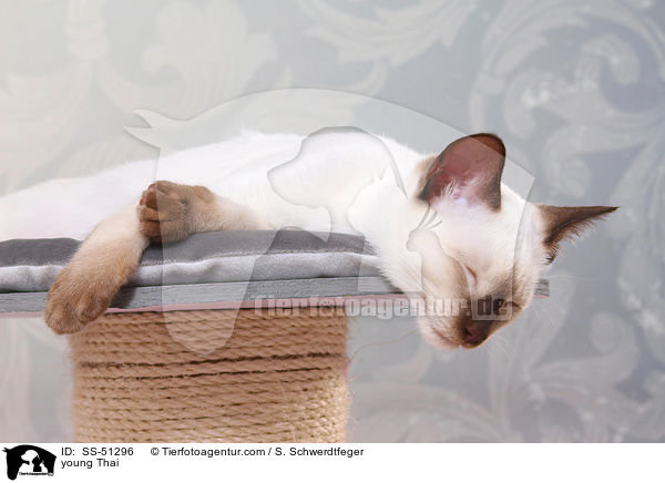 junge Thai / young Thai / SS-51296