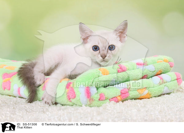 Thai Kitten / SS-51306