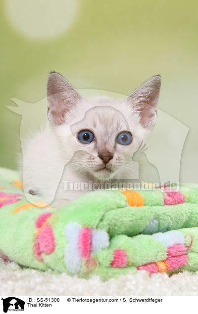 Thai Ktzchen / Thai Kitten / SS-51308
