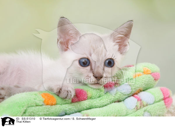 Thai Ktzchen / Thai Kitten / SS-51310
