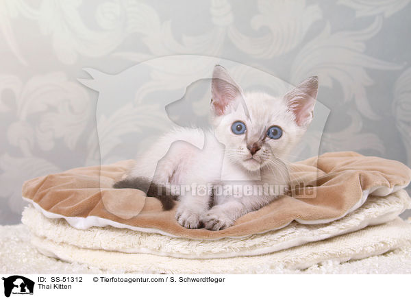 Thai Ktzchen / Thai Kitten / SS-51312