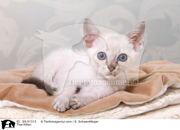Thai Kitten / SS-51313