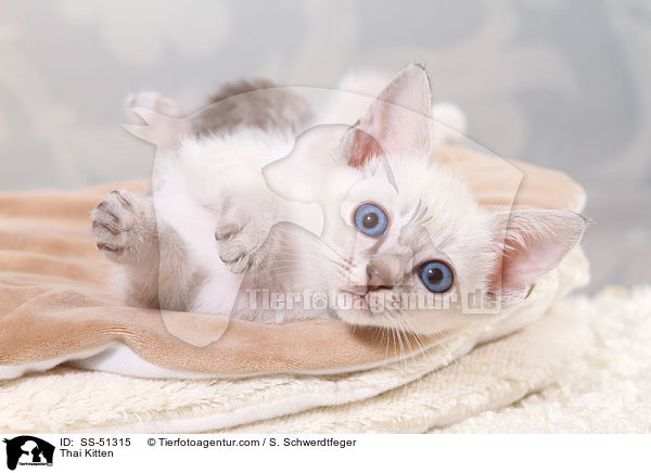 Thai Ktzchen / Thai Kitten / SS-51315