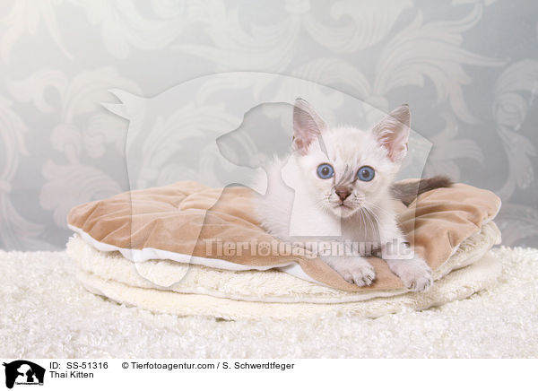 Thai Ktzchen / Thai Kitten / SS-51316