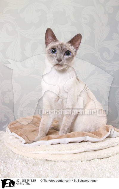 sitzende Thai / sitting Thai / SS-51325