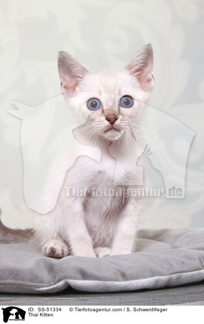 Thai Ktzchen / Thai Kitten / SS-51334