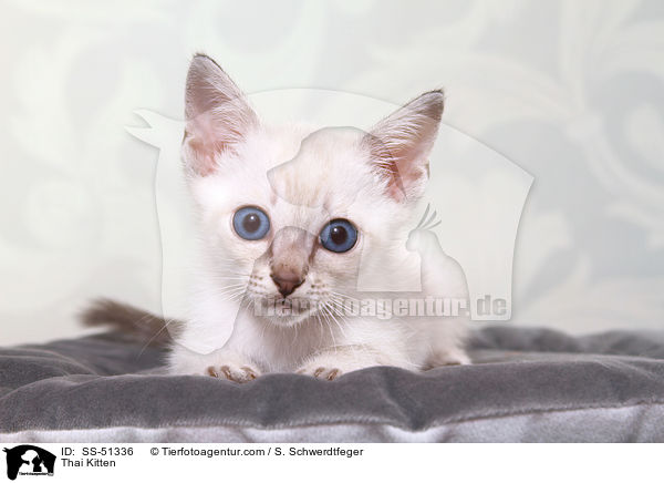 Thai Ktzchen / Thai Kitten / SS-51336