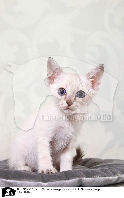 Thai Ktzchen / Thai Kitten / SS-51337