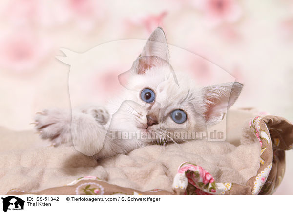 Thai Ktzchen / Thai Kitten / SS-51342