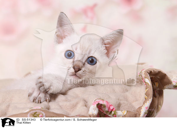 Thai Ktzchen / Thai Kitten / SS-51343