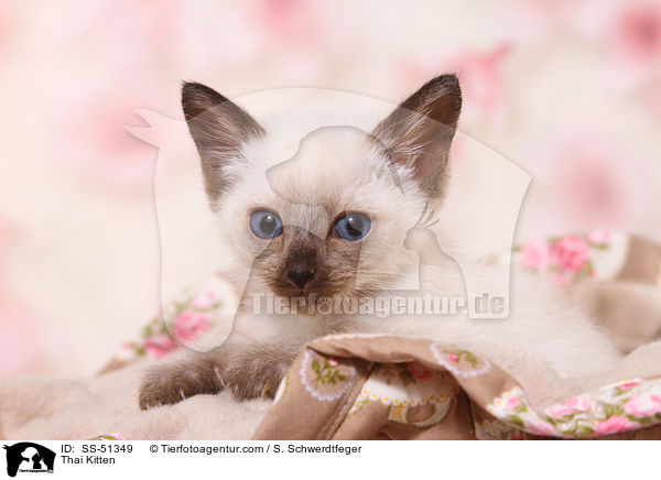 Thai Ktzchen / Thai Kitten / SS-51349