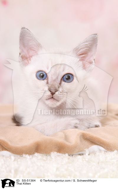 Thai Ktzchen / Thai Kitten / SS-51364