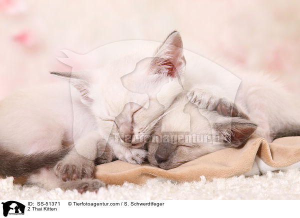 2 Thai Ktzchen / 2 Thai Kitten / SS-51371