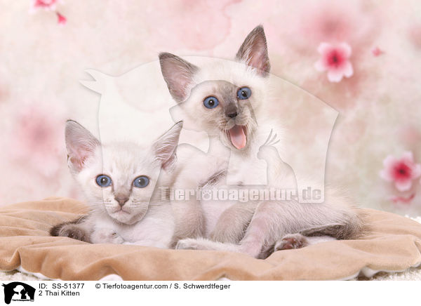 2 Thai Ktzchen / 2 Thai Kitten / SS-51377