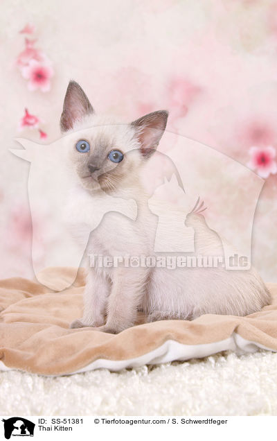 Thai Ktzchen / Thai Kitten / SS-51381
