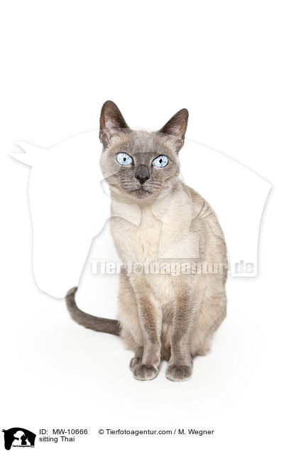 sitzende Thai / sitting Thai / MW-10666