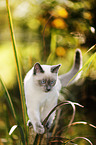 Thai
