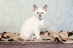 Thai Kitten