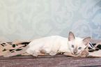 Thai Kitten