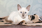 Thai Kitten