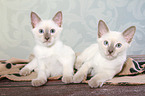 Thai Kitten