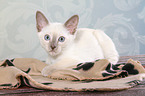 Thai Kitten
