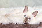 Thai Kitten