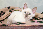 Thai Kitten