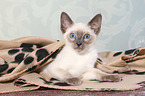 Thai Kitten