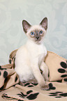 Thai Kitten