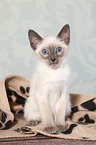 Thai Kitten