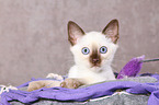 Thai Kitten