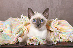 Thai Kitten