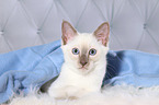 Thai Kitten