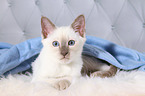 Thai Kitten