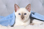 Thai Kitten