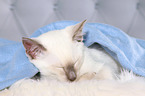 Thai Kitten