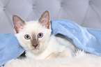 Thai Kitten