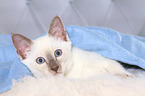 Thai Kitten