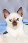 Thai Kitten