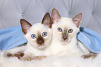 Thai Kitten