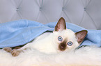 Thai Kitten