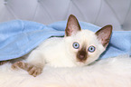 Thai Kitten