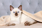 Thai Kitten